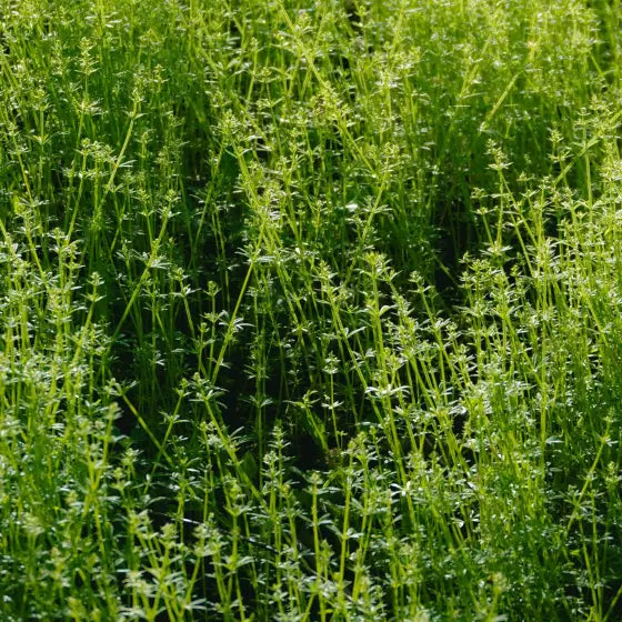 Why herbs and lymph drainage massage work so well together