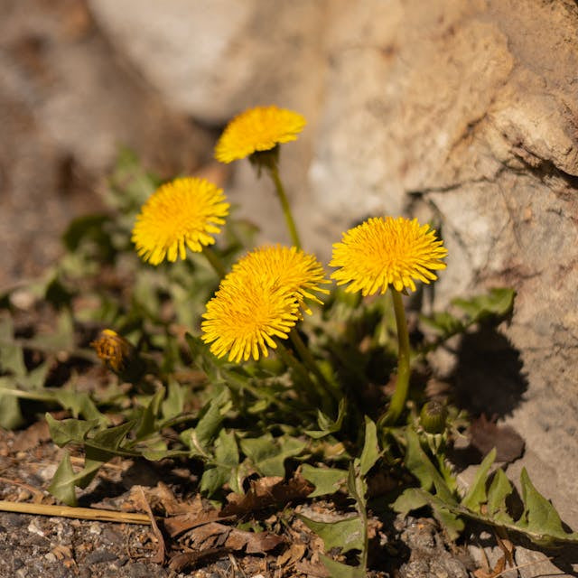 Why is Herbalism the future of health?
