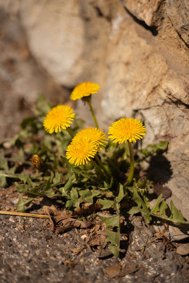 Why is Herbalism the future of health?