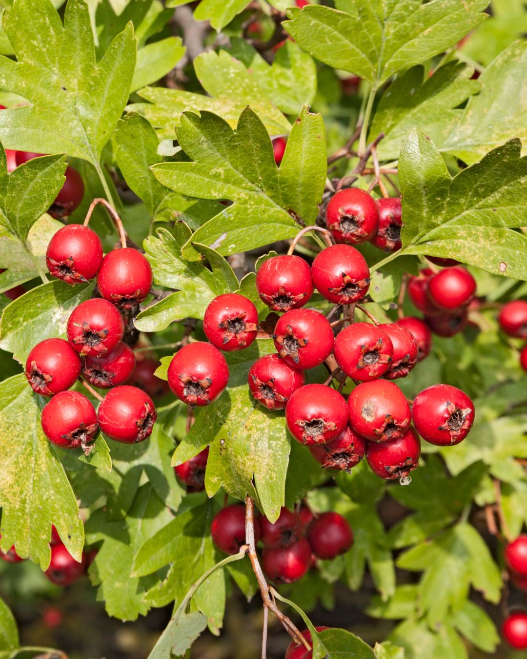 Cluster of hawthorn on a green leafy branch