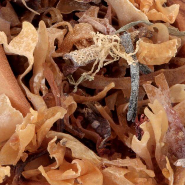 A close-up of dried irish moss.