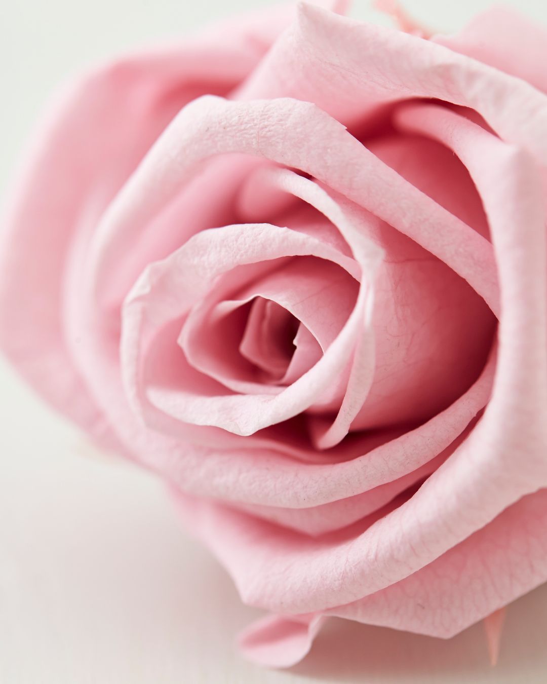Close-up of a pink rose with a soft focus background