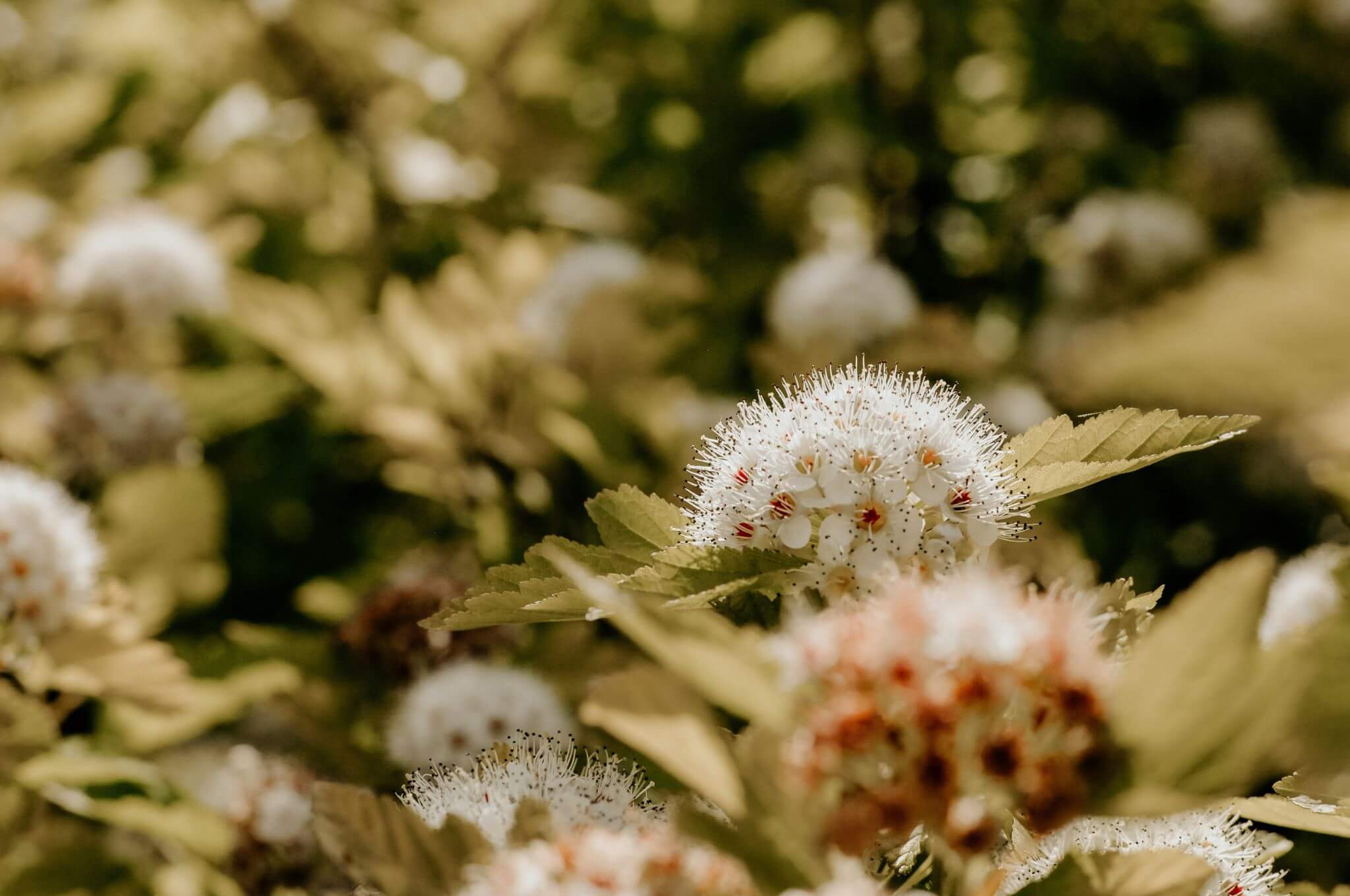 Flowers with small white petals.